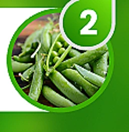 Đậu Hà Lan