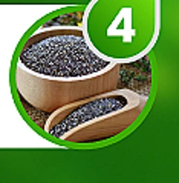 Hạt chia